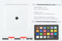 Foto (Objekt + Etikett) von Musa cristata Ettingshausen (NHMW-GEO-2024-0188-9064)